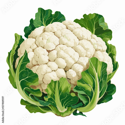 Fresh Cauliflower with Green Leaves Vector Illustration