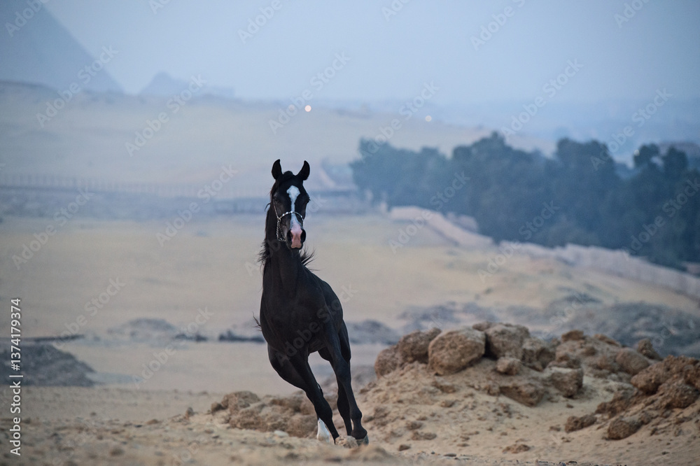 running black young arabian horse in desert at evening
