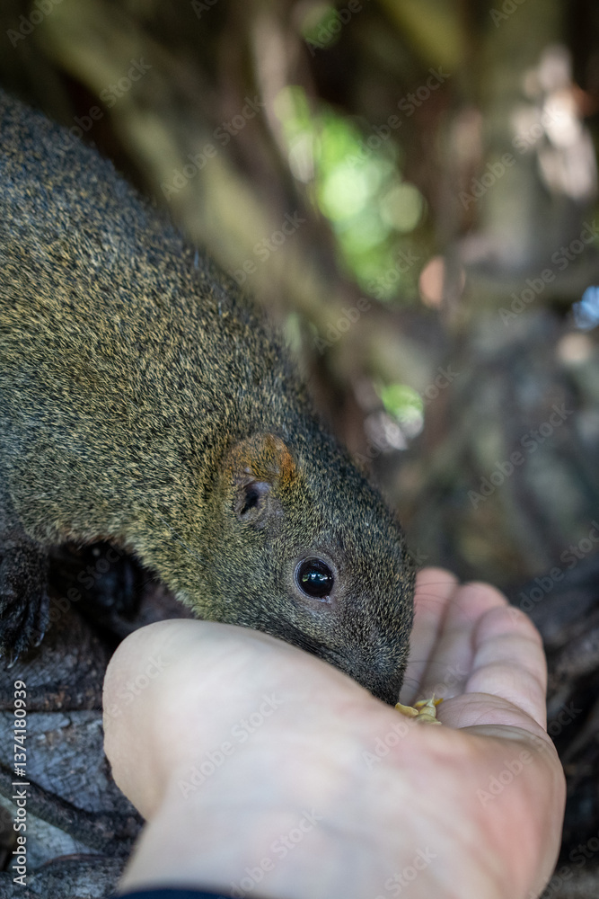 A little squirrel gently takes food from a human hand, creating a heartwarming moment in nature.