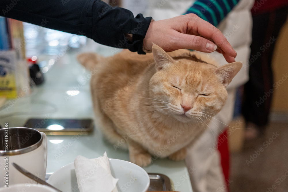 A person's hand gently strokes a ginger tabby cat's head, making the feline close its eyes in contentment.