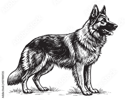 German Shepherd dog woodcut engraving vector illustration