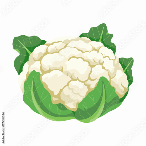 Fresh Cauliflower with Green Leaves Vector Illustration