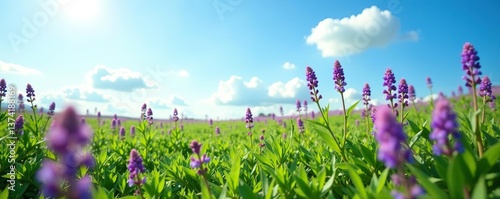 Vibrant purple flowers in green field under blue sky,  colorful,  vibrant