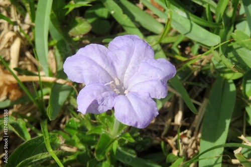 Fototapeta Naklejka Na Ścianę i Meble -  Beautiful purple Ruellia flower in Florida wild, closeup