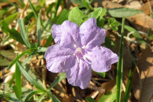 Fototapeta Naklejka Na Ścianę i Meble -  Beautiful blue Ruellia flower in Florida wild, closeup