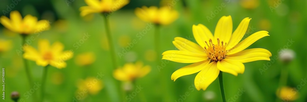 Vibrant yellow hieracium flowers blooming in a lush meadow, closeup shot, botany, garden Vibrant yellow hieracium flowers blooming in a lush meadow, closeup shot, botany, garden