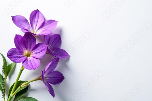 Vibrant top view of violet flowers on clean white background,  beauty, violet