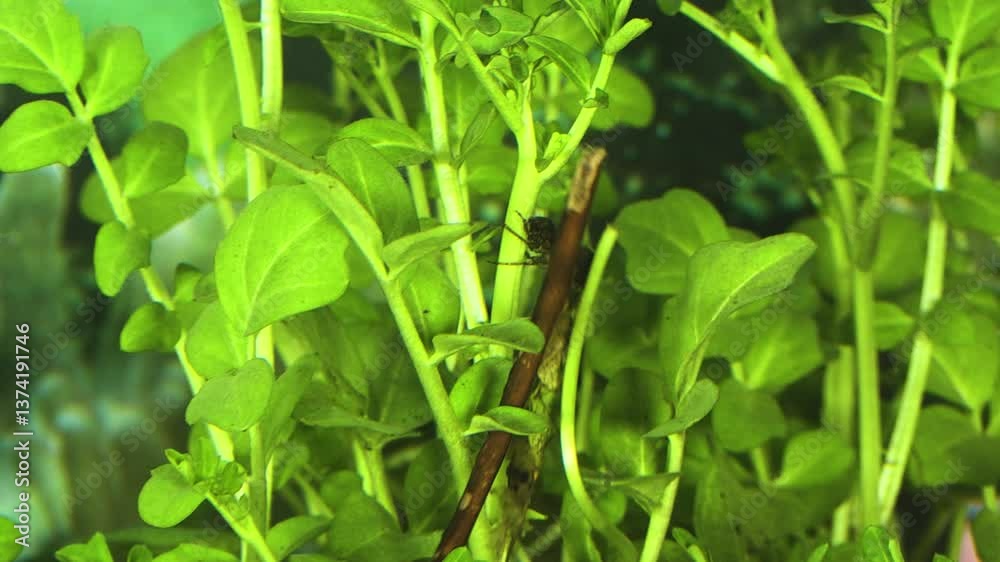 caddis larva Trichoptera caddis larva Trichoptera