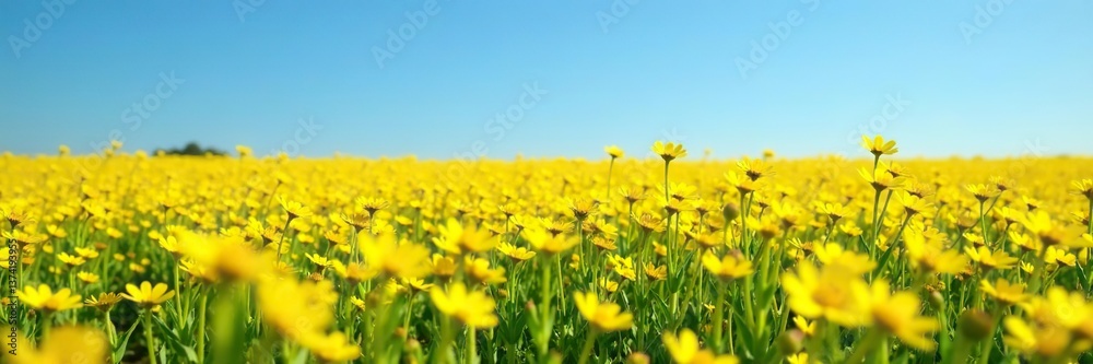 Vibrant field of yellow flowers stretching into the horizon under a clear blue sky, scenic, spring Vibrant field of yellow flowers stretching into the horizon under a clear blue sky, scenic, spring