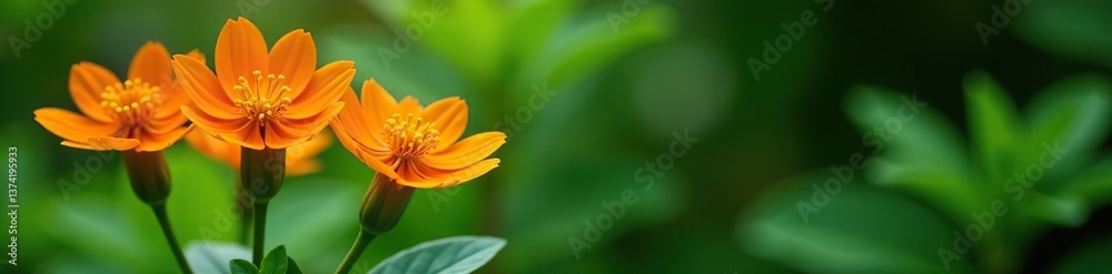 Fototapeta premium Vibrant orange imperial crown flowers against green foliage background, vibrant, green