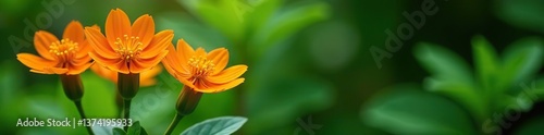 Vibrant orange imperial crown flowers against green foliage background,  vibrant,  green