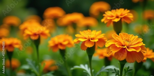 Vibrant orange marigold flowers blooming in a garden,  blooming,  yellow