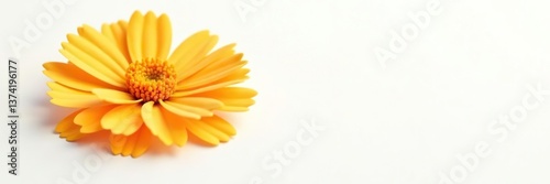 Vibrant orange marigold flower with delicate petals on white background,  botanical,  flower