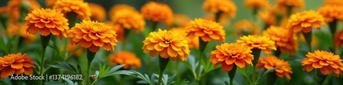 Vibrant orange marigold flowers in full bloom with green leaves and stems,  vibrant,  background