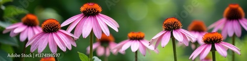 Vibrant group of Echinacea purpurea purple and white coneflowers in full bloom, ornamental medicinal hedgehog flowers,  group,  purpurea