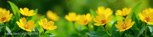 Vibrant yellow flowers blooming in a lush garden setting with bright green leaves,  foliage,  sunny