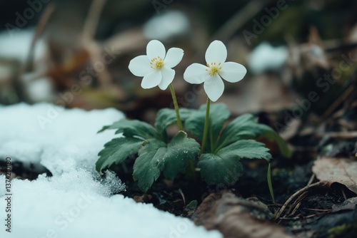 Two white flowers are growing in the snow. The flowers are small and delicate