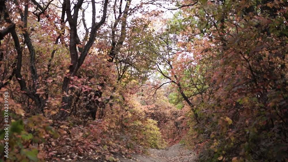 Autumn Pathway Surrounded by Red Foliage in a Tranquil Forest Autumn Pathway Surrounded by Red Foliage in a Tranquil Forest