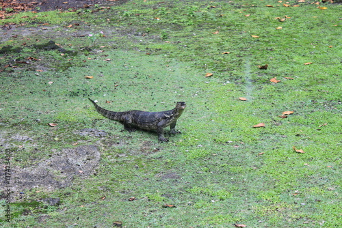 A wild monitor lizard enters a residential area, its forked tongue flicking out as rain pours heavily on the house’s front yard.

