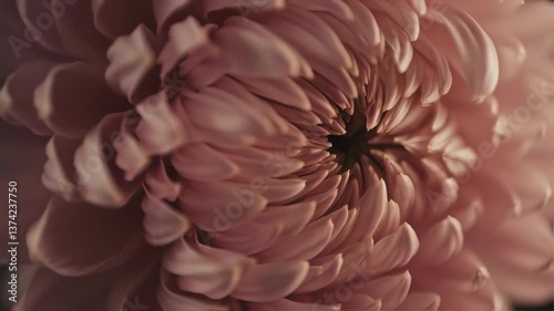 Witness the captivating process of a flower bud slowly opening and transitioning into full bloom in exquisite detail. Experience nature's beauty in this mesmerizing time-lapse journey