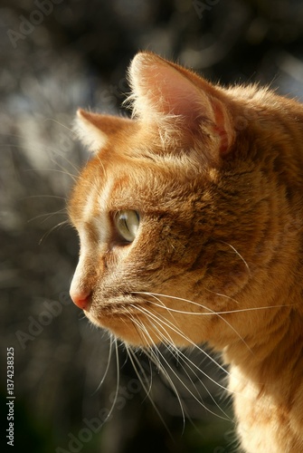 Fotografie Chat roux