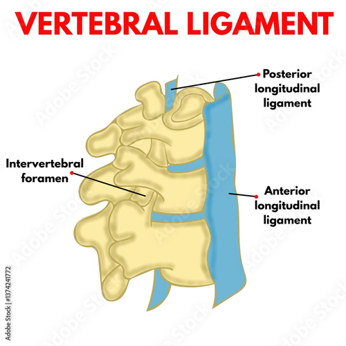 vertebral ligament with parts labelled educational design illustration useful for mbbs students anatomy biology diagram and healthcare industry