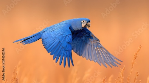 Vibrant blue Spix's Macaw in mid-flight over the arid Caatinga of Brazil, neon-pink sunset, hyper-realistic plumage, cinematic composition, critically endangered species 