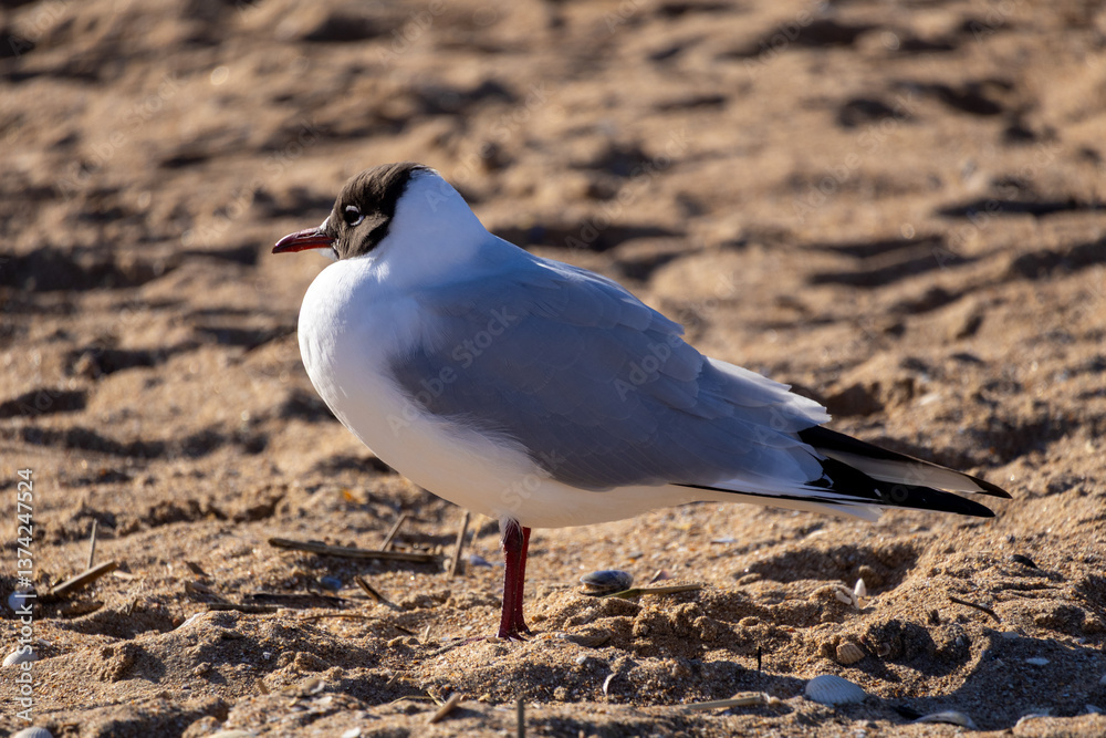 Fototapeta premium seagull on the beach