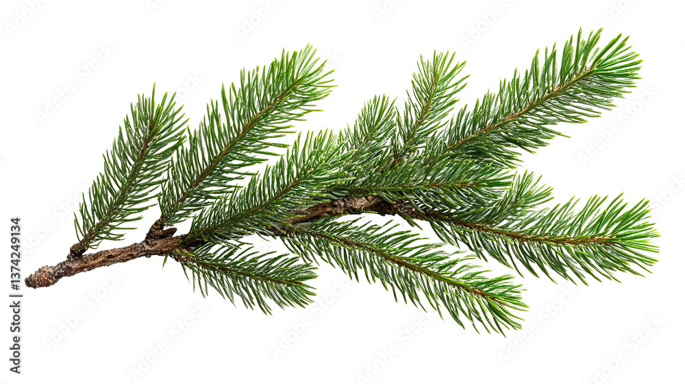 Naklejka premium Evergreen Branch's Serenity: A detailed view of a vibrant evergreen branch, exuding a fresh and natural aesthetic, capturing the essence of serene simplicity.