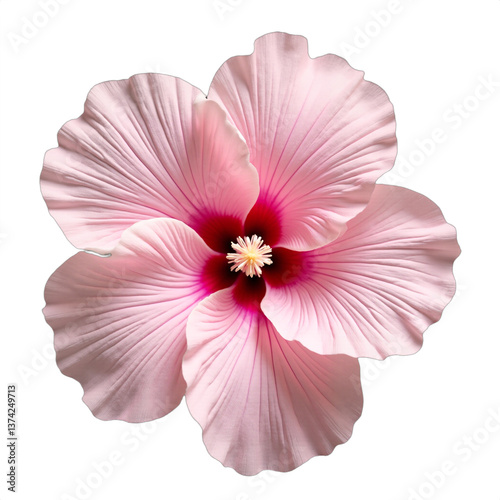Detailed pink hibiscus bloom isolated on white. Macro photo for botanical designs, wedding invitations, Mother's Day cards, and spring promotions. Isolated on transparent background.