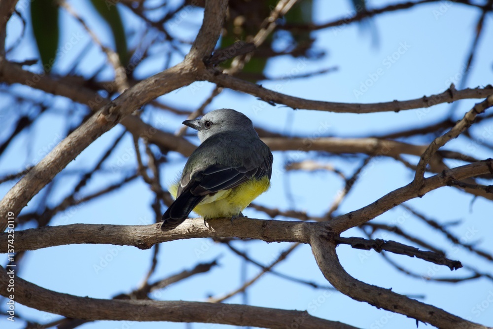 A bird is perched on a branch in a tree A bird is perched on a branch in a tree