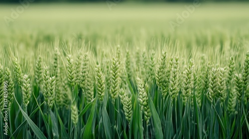 Farmer harvesting wheat crops in fertile fields closeup view of rotational planting techniques