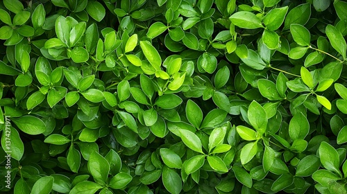 Wallpaper Mural Lush Green Leaf Background Texture Torontodigital.ca