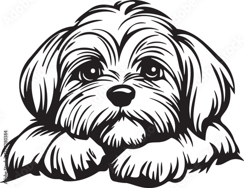 maltese dog on black background