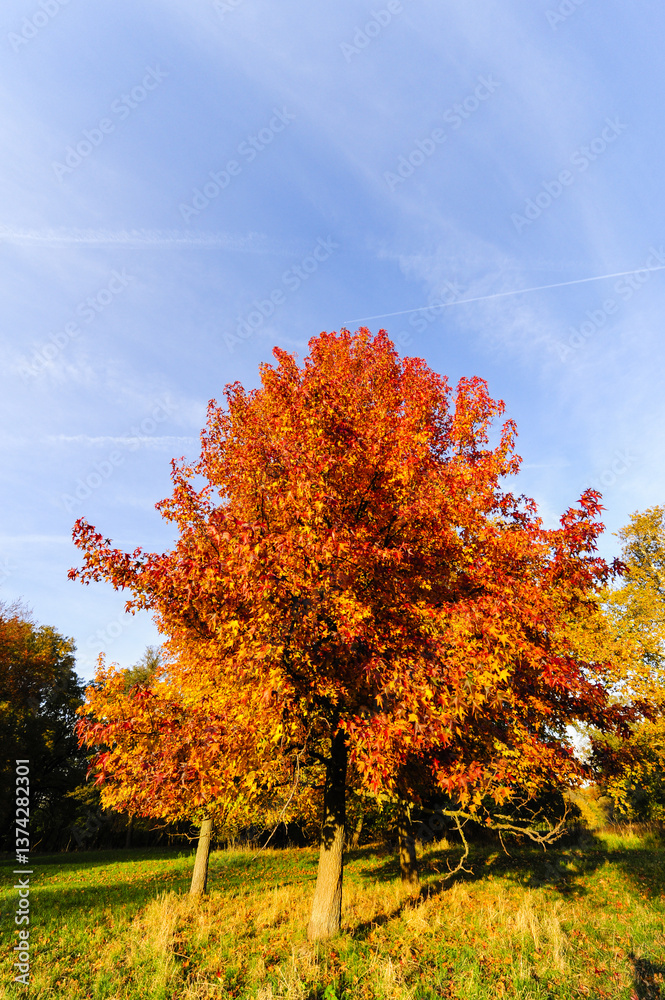 Naklejka premium Landschaftsgarten Harrachpark im Herbst, Österreich, NIederöst