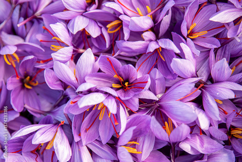 Fotografi Saffron harvest, freshly picked flowers