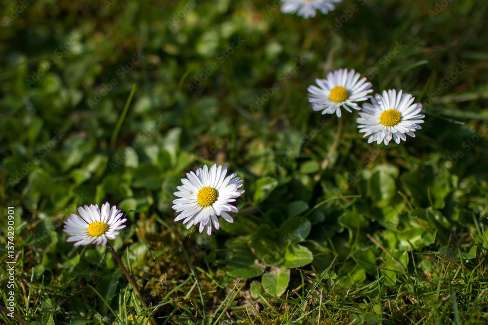 daisies in the garden - soft focus