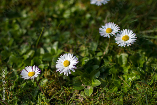 Obraz na płótnie daisies in the garden - soft focus w salonie