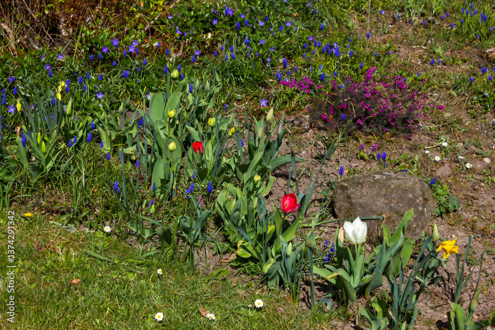 spring flowers in the garden - close up