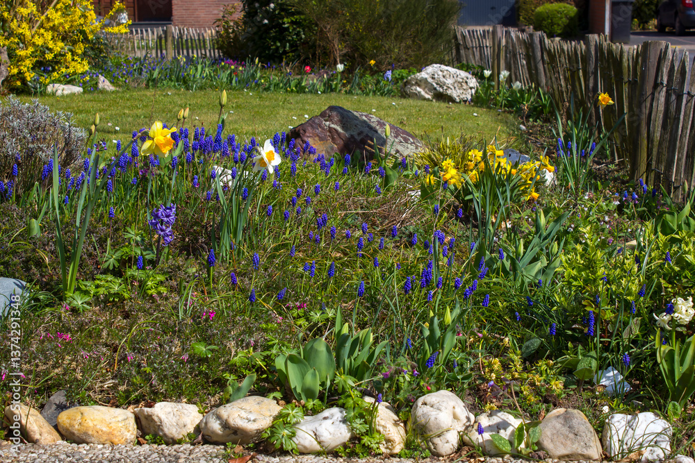 spring flowers in the garden - close up