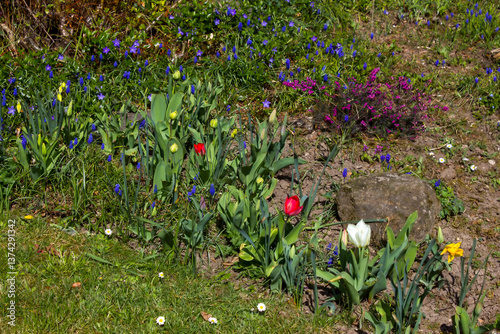 Obraz na płótnie spring flowers in the garden - close up w salonie