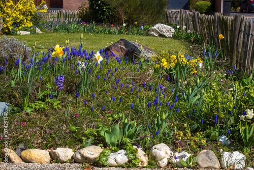 Obraz na płótnie spring flowers in the garden - close up w salonie