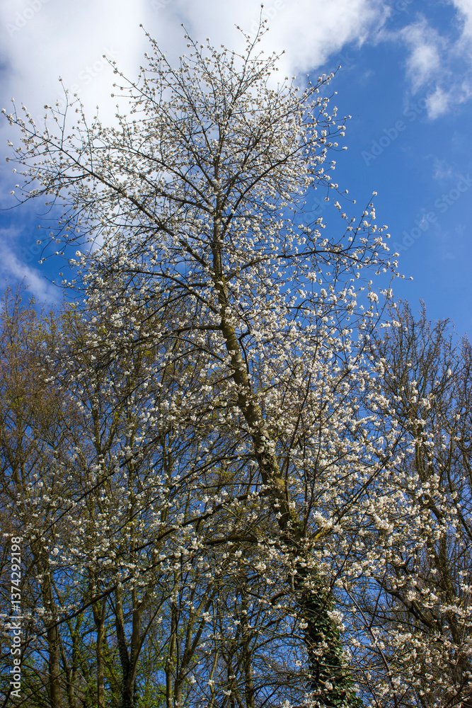 blooming tree in the park on a sunny spring day