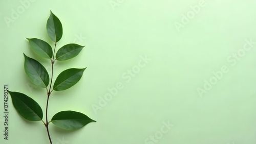 Green leaves on a branch against a solid light green background