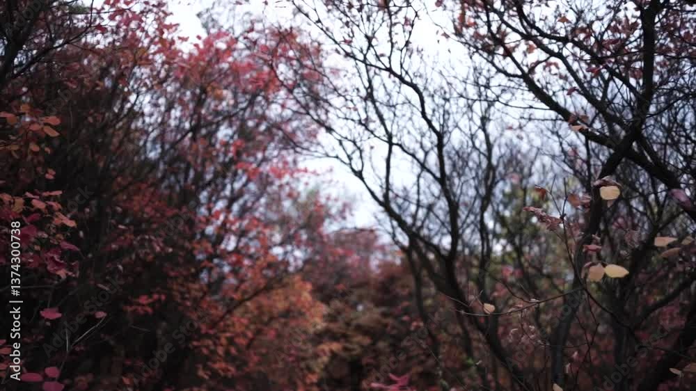 Autumn Pathway Surrounded by Red Foliage in a Tranquil Forest Autumn Pathway Surrounded by Red Foliage in a Tranquil Forest