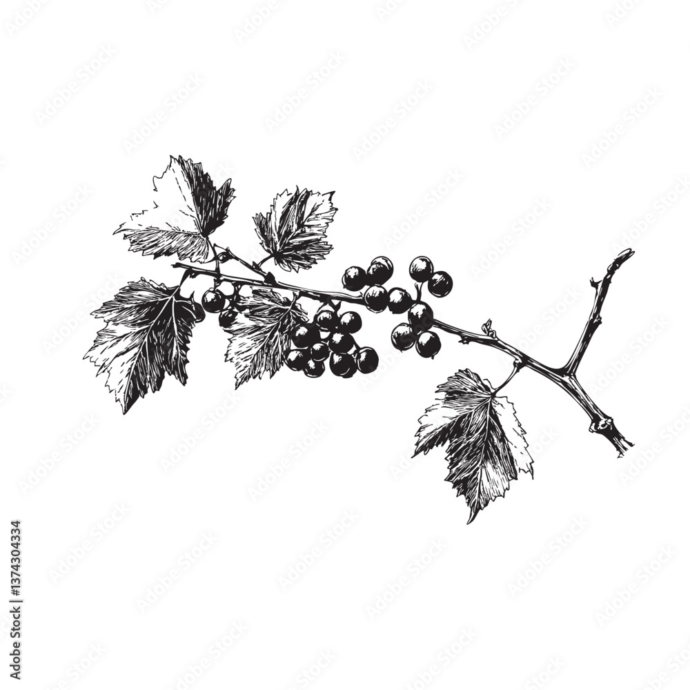 Fototapeta premium Hand-Drawn Wine Branches Illustration – Vintage Engraving Style 
