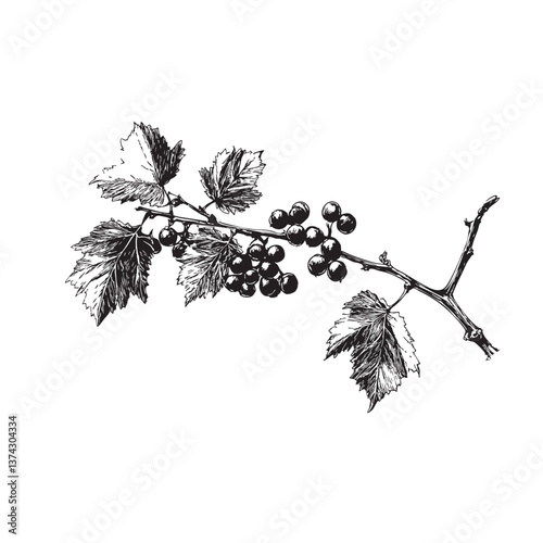 Hand-Drawn Wine Branches Illustration – Vintage Engraving Style 
