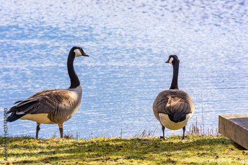 canada goose family