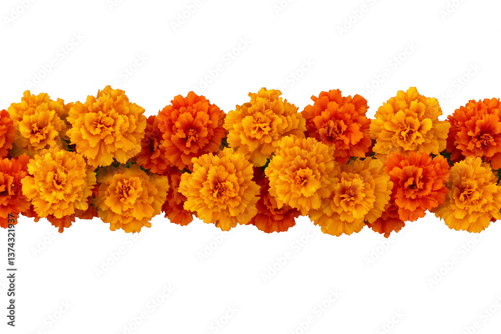 A horizontal garland of marigolds isolated on a transparent background, PNG A horizontal garland of marigolds isolated on a transparent background, PNG