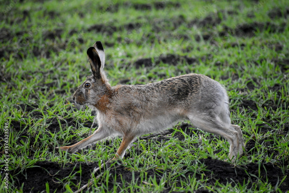 Fototapeta premium European hare running on grass in early spring in a field.